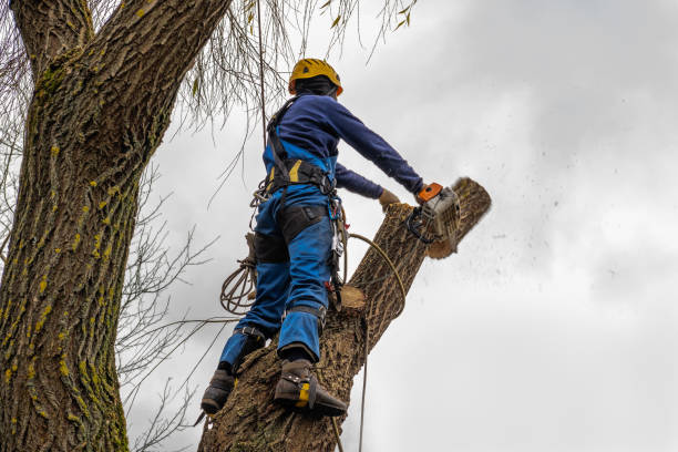 Best Stump Grinding and Removal  in Ansonia, CT