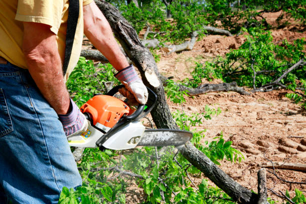 Trusted Ansonia, CT Tree Services Experts